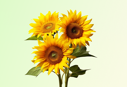 suncitygroup太阳成集团(中国)-官方网站